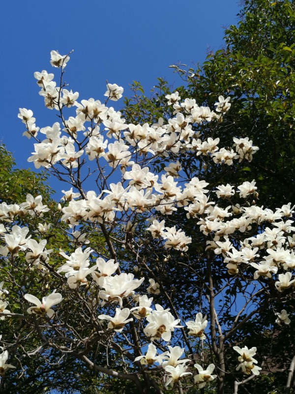 玉兰花.jpg 玉兰花.jpg