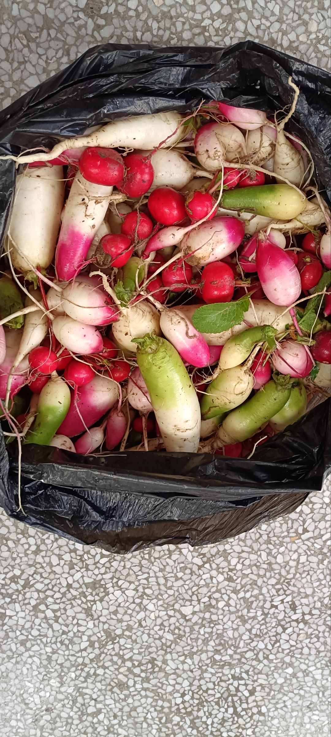 Image_1765850424673_240