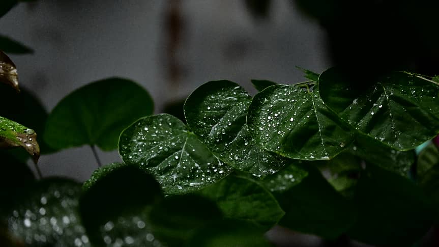 2024级13张跃轩玉盘珍珠